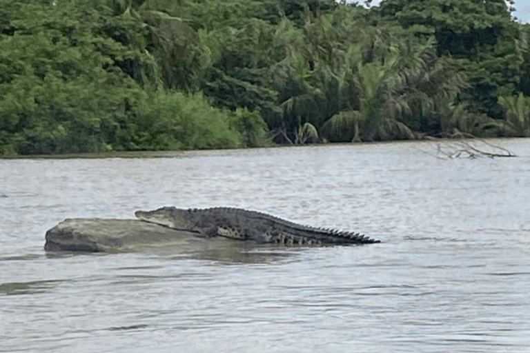 From Mirissa: Nilwala River Private Crocodile Watching Tour