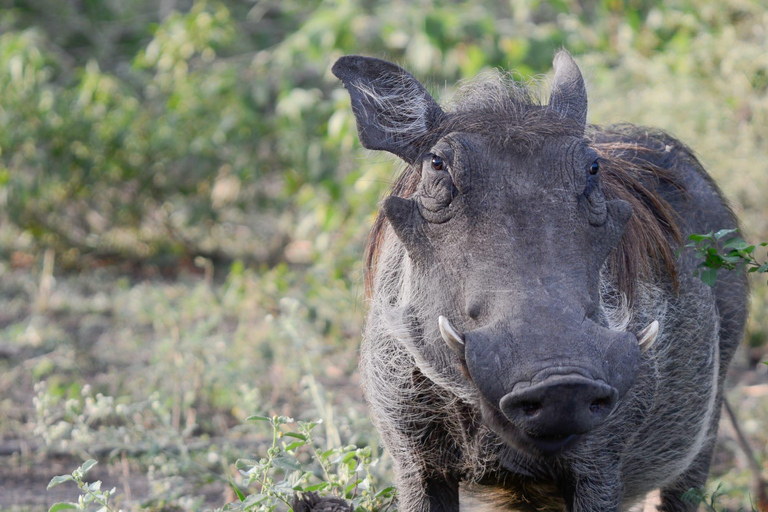 Tour di 7 giorni in Ruanda e Uganda: trekking dei primati e fauna selvatica