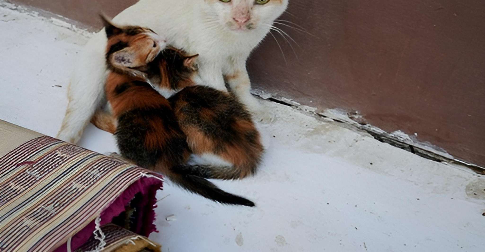 Jeddah: Al-Balad Old Town Historical City Guided Tour photo 13