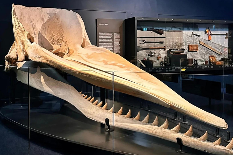 Hobart: Zoo, Museum, and Mount Wellington Day Trip