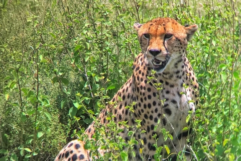 Combinación de 15 días de espectacular safari por Kenia y Tanzania con