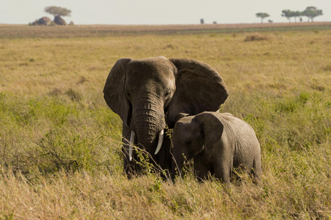 Excursion de 1 journée au parc national du Tarangire