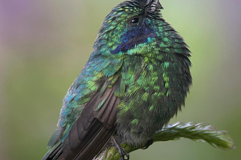 Monteverde: Tour di mezza giornata dedicato al birdwatchingTour di gruppo condiviso