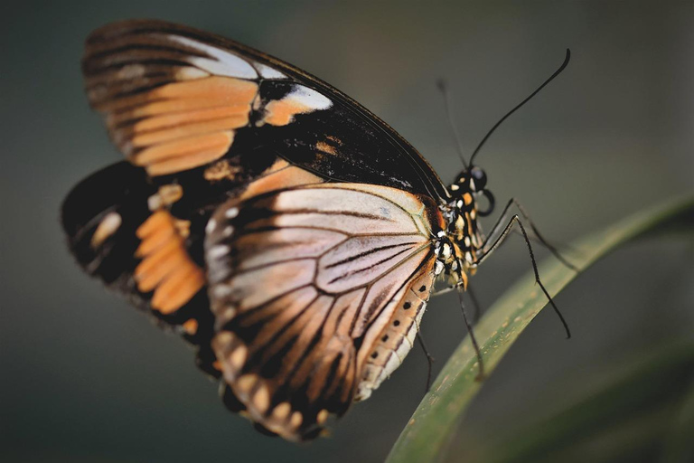 Icod Dragon Tree & Guachinche Experience North Tenerife Hotel Pickup