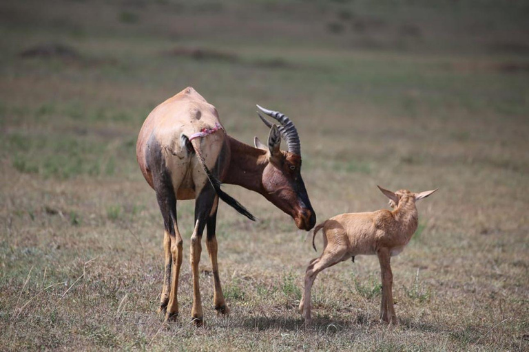 Parque Nacional de Amboseli: Excursão guiada de 1 dia