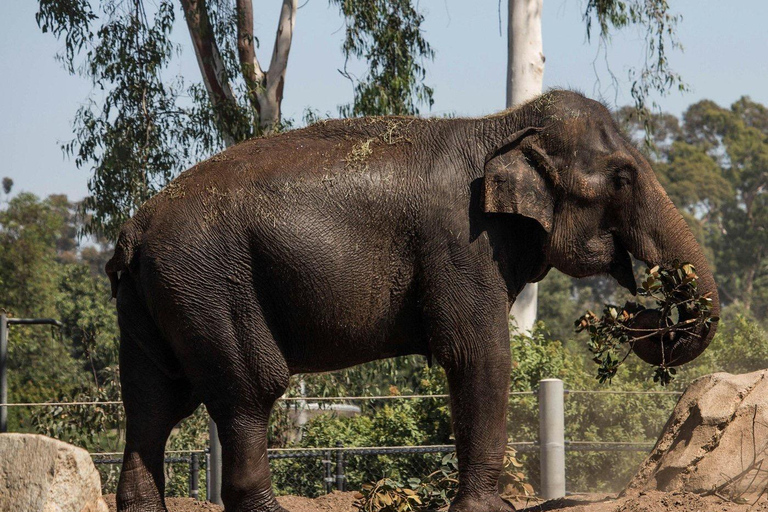 San Diego Zoo Ticket and Guided Tour Package
