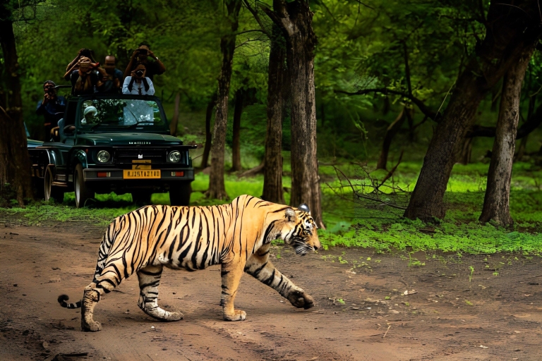 Z Jaipur: 2 dni Ranthambore Tiger Safari Tour samochodemTylko prywatny transport AC i przewodnik turystyczny