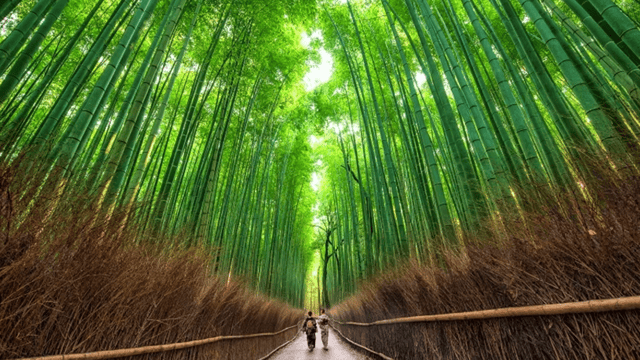 Kyoto: Arashiyama UNESCO Walking Tour with Admission