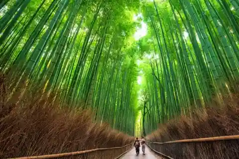 Kyoto: Arashiyama Walking Tour - UNESCOs verdensarvliste
