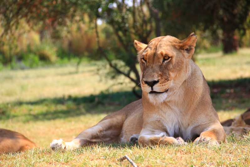 Johannesburg: Lion Park Safari and Cultural Village Tour