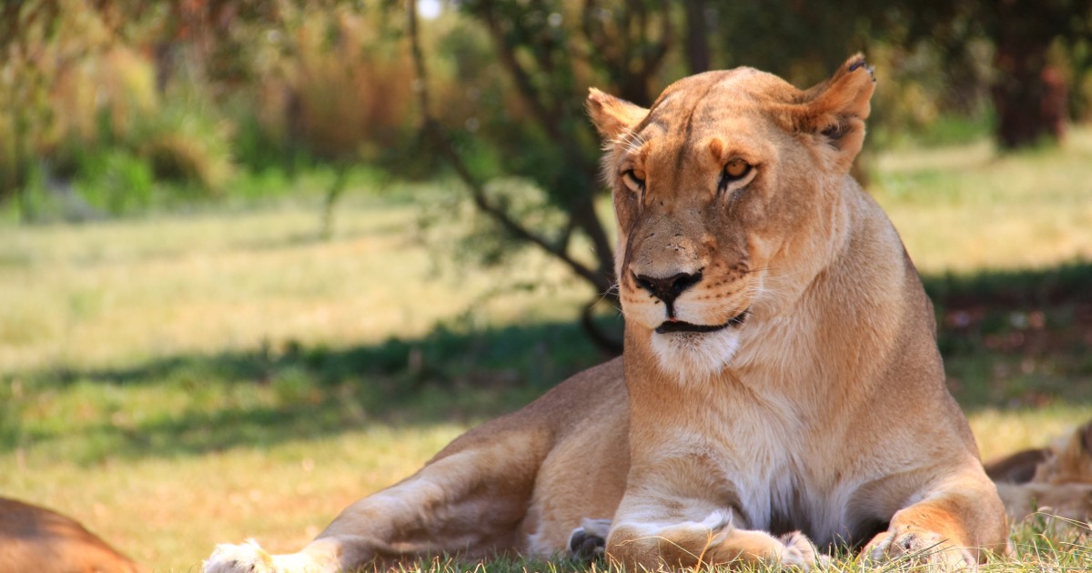 african lion safari johannesburg