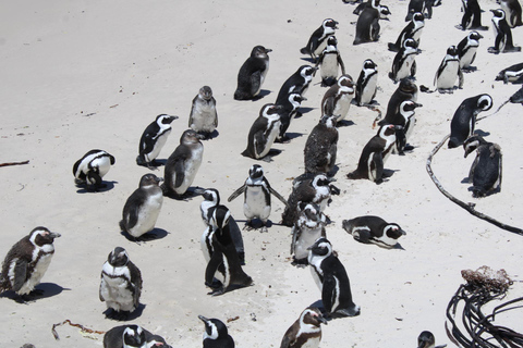 Cape Town: Table Mountain, Bo-Kaap, & Boulders Beach Tour