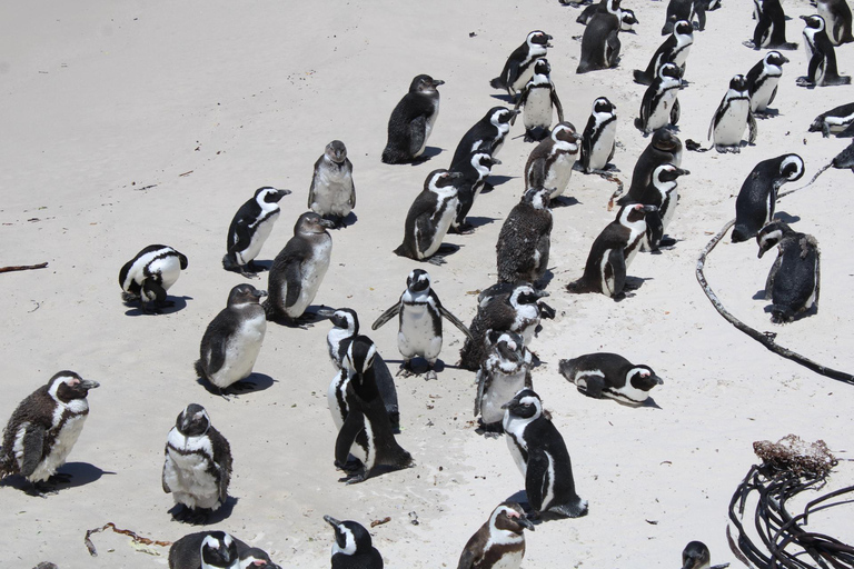 Cape Town: Table Mountain, Bo-Kaap, & Boulders Beach Tour