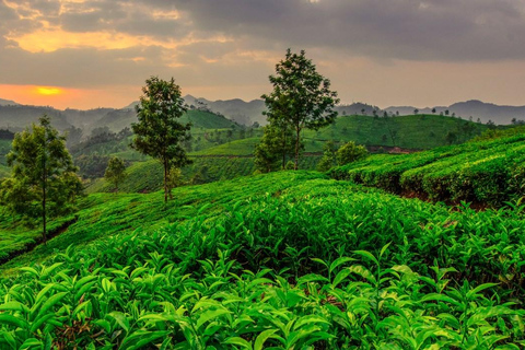 Kochi: 7-Day Kerala Private Tour with Houseboat Stay