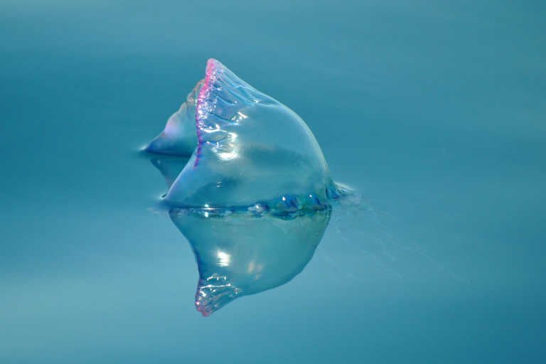 New: Into the Wild - 3H w/Marine Biologists - dolphins &more