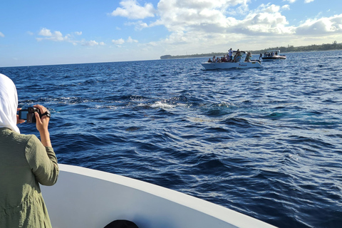 Delfiny i wieloryby, prywatna wycieczka z rurkąDelfiny i wieloryby, prywatna wycieczka i snorkeling