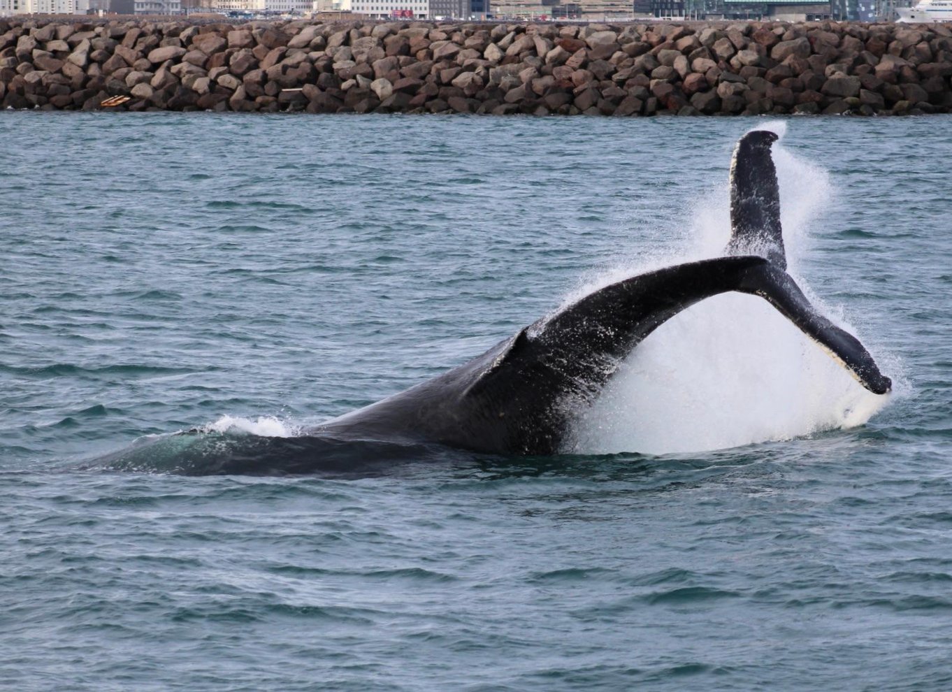 Reykjavik: den originale 3-timers hvalsafari