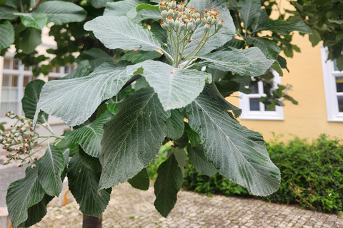 Erfurt: Discover the City's Greenery – A Tree Tour for Explorers Erfurt: Experience the City's Greenery – A Tree Tour for Explorers