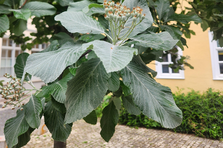 Erfurt: Discover the City's Greenery – A Tree Tour for Explorers Erfurt: Experience the City's Greenery – A Tree Tour for Explorers