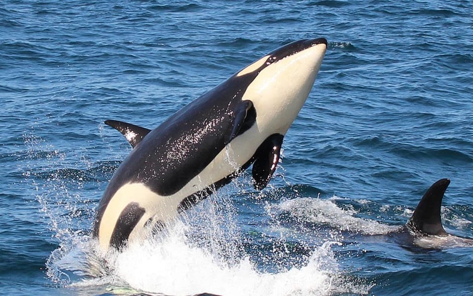Shiretoko: Whales, Wildlife & Epic Landscapes 3-Day Tour