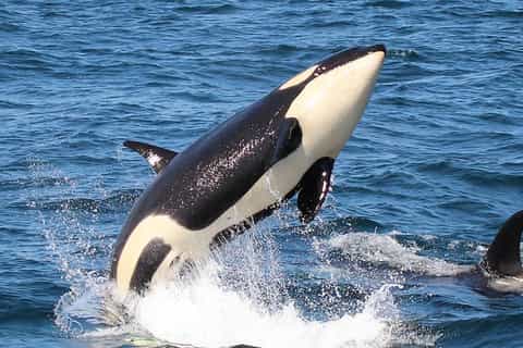 Shiretoko: Whales, Wildlife & Epic Landscapes 3-Day Tour - Image 3