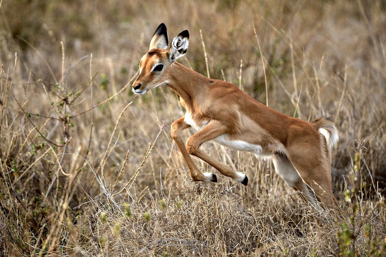 Dagtrip van Zanzibar naar Mikumi National Park per vlucht