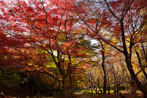 From Nagoya: Kegonji Temple, Yoro Park & Kiyosu Castle Tour