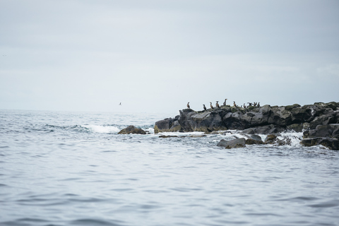 Reykjavik: Puffin Watching Boat Tour