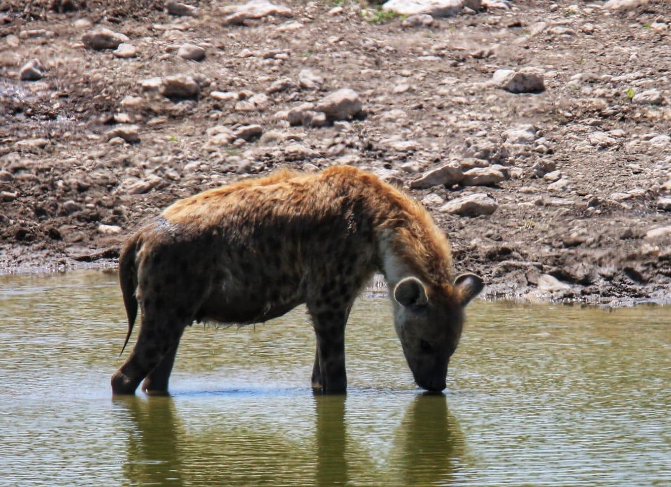 Etosha Nationalpark: Heldags eller halvdags game drive