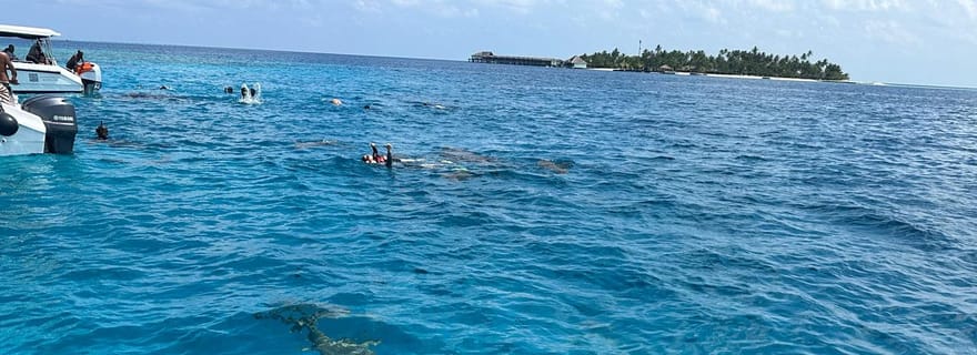Maldives: Snorkeling with Nurse Sharks and Sandbank Tour