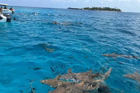 モルディブの海 モルディブに誕生した世界初の海中レジデンスに潜入！ | 朝日新聞
