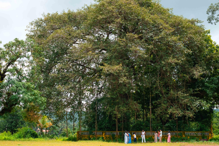 Norte de Goa: Aldea de Mulgao y Experiencia en el Cultivo del Coco