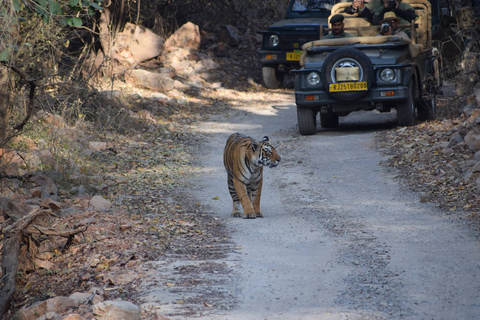 5 nätter 6 dagar Golden Triangle Indien Tour med RanthamboreRundresa endast med bil och förare