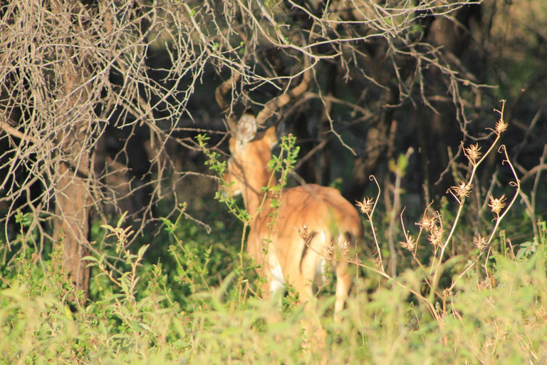 Gaborone: City Tour with Game Drive and Tswana Cuisine