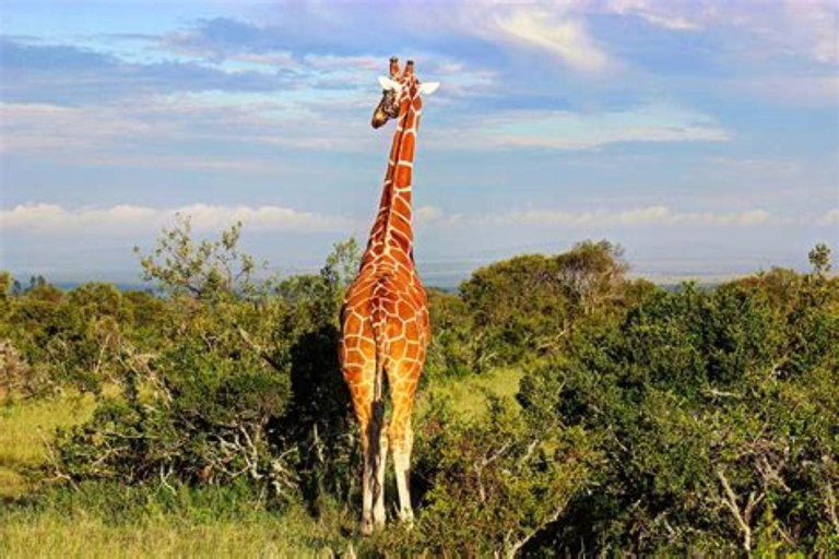 From Nairobi: Ol Pejeta Conservancy Day Trip with Game Drive