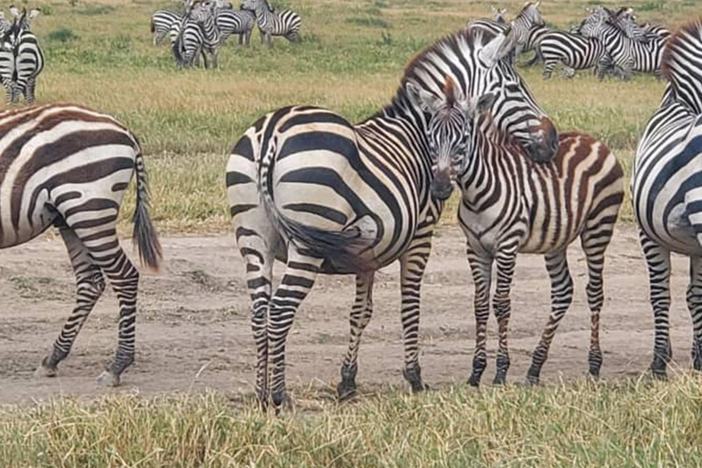 Viagem de 1 dia para a cratera de NgorongoroViagem de 1 dia à Cratera de Ngorongoro