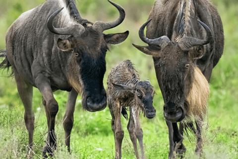 Arusha: 5-Day Great Migration Calving season Safari