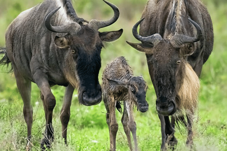 Arusha: 5-Day Great Migration Calving season Safari