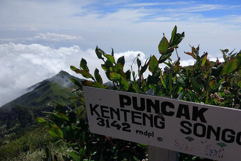 Randonnée avec camping et visite du mont Merbabu et de Borobudur (2 jours/1 nuit)Randonnée et visite du mont Merbabu et de Borobudur (2 jours, 1 nuit)