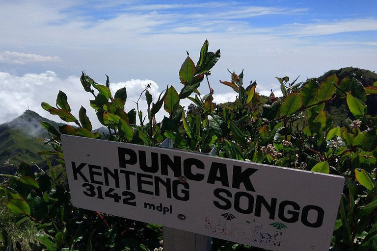 Randonnée avec camping et visite du mont Merbabu et de Borobudur (2 jours/1 nuit)Randonnée et visite du mont Merbabu et de Borobudur (2 jours, 1 nuit)