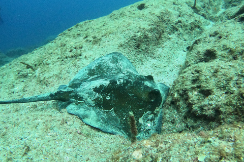 Snorkling på ön Terceira