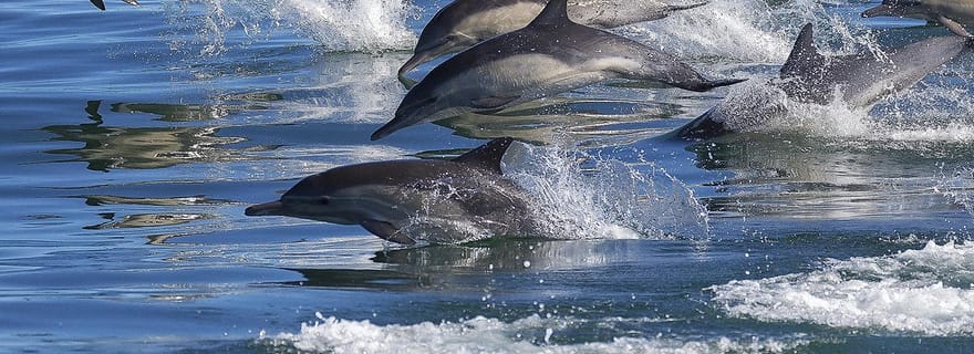Puerto Escondido : Tour en bateau privé pour les familles