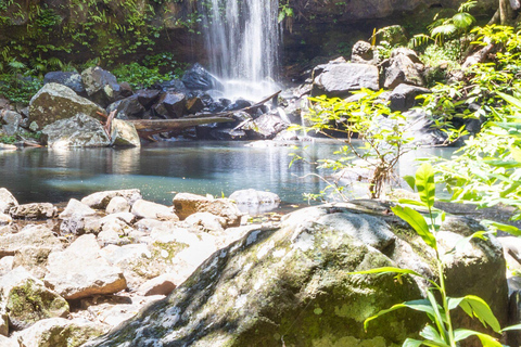 Brisbane: Hop on Hop off Bus to Tamborine Mountain