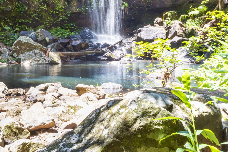 Brisbane: Hop on Hop off Bus to Tamborine Mountain