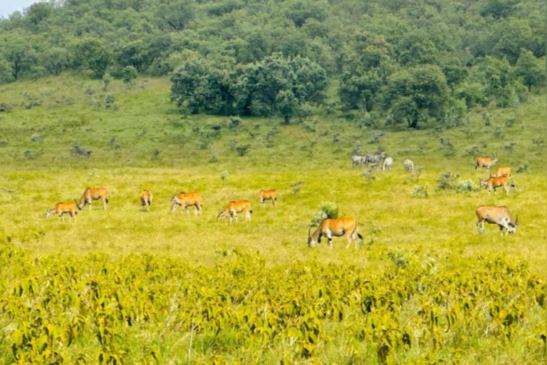 Nairobi: Hell’s Gate Park & Lake Naivasha Day Trip Hell’s Gate Park & Lake Naivasha private Day Trip