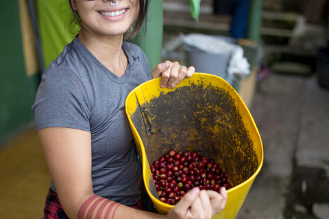 Medellín: Comuna 8 Transformation & Urban Coffee Farm Tour