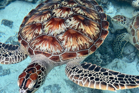 Zanzibar: Mnemba Dolphin, Jozani Forest & Turtle Sanctuary Private Tour without Hotel transfer