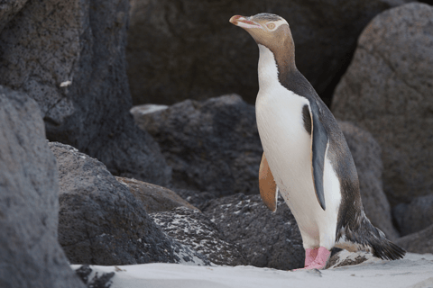 Dunedin: Otago Peninsula Clearwater Wildlife Tour - Image 2