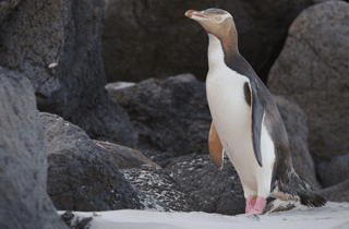 Dunedin: Otago Peninsula Clearwater Wildlife Tour