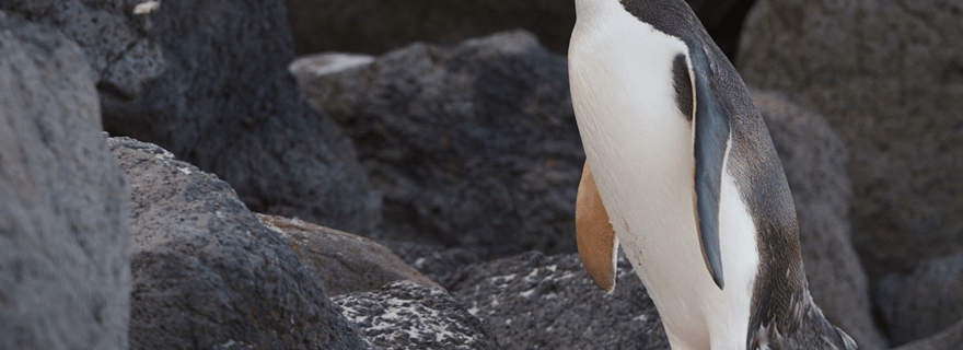 Dunedin : excursion nature à Clearwater, péninsule d'Otago